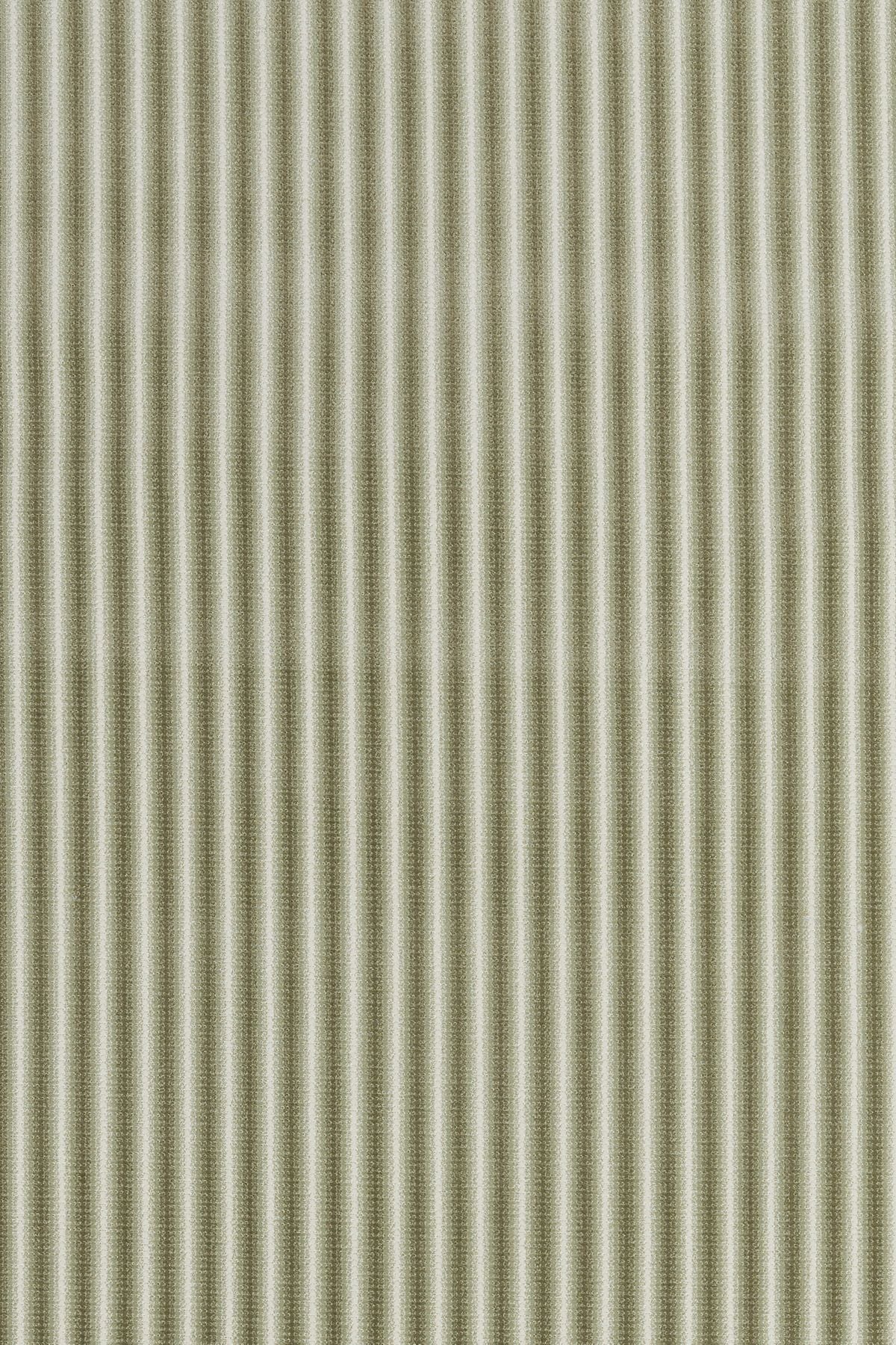 Fern