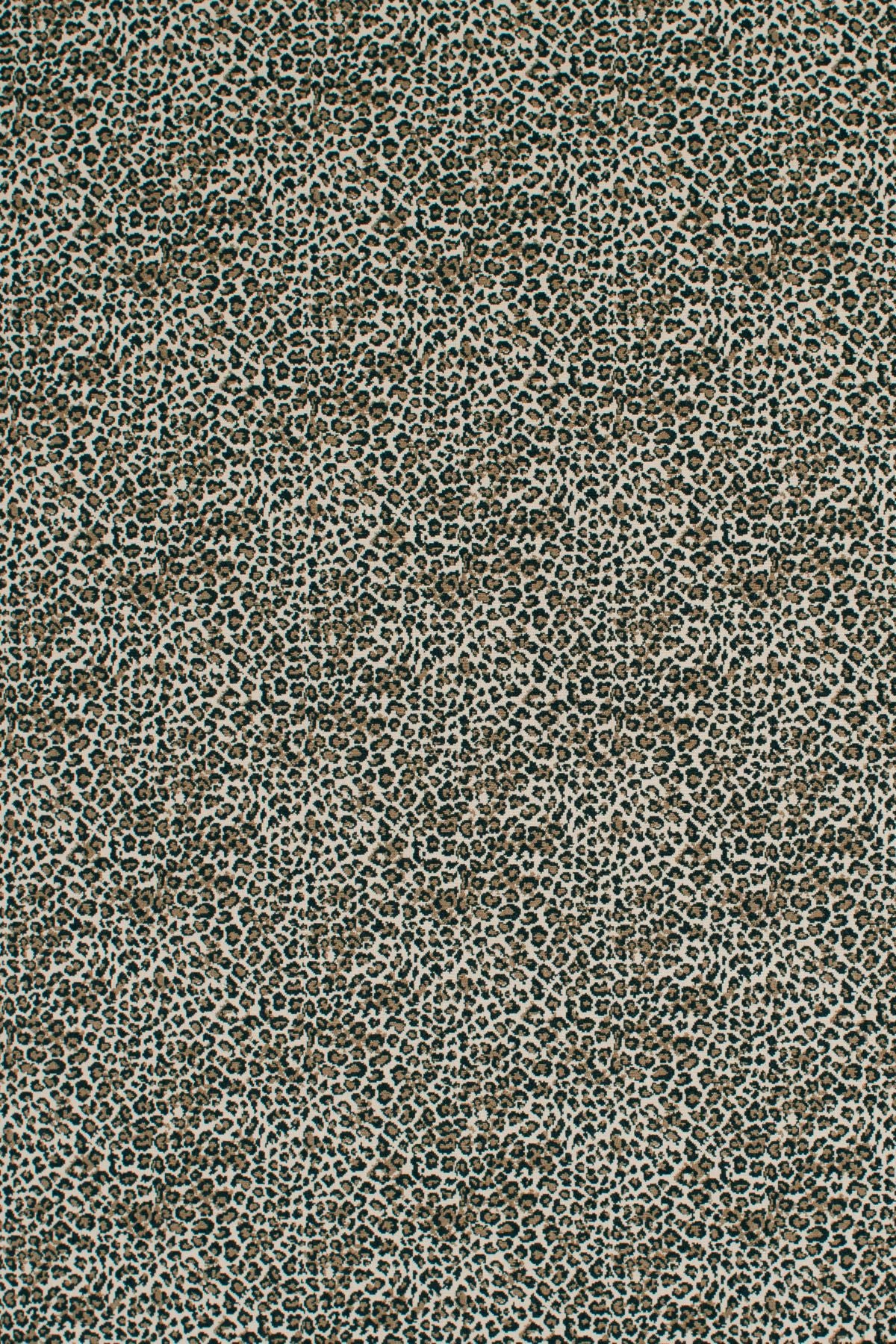 Sahara